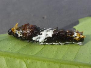 Papilio amynthor