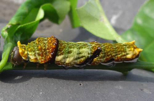 Papilio amynthor