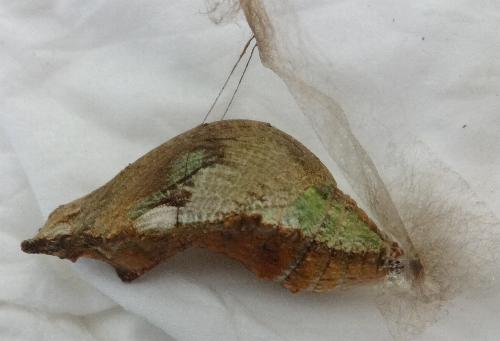 Papilio amynthor