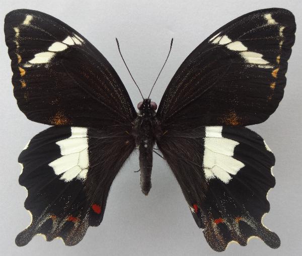 Papilio amynthor