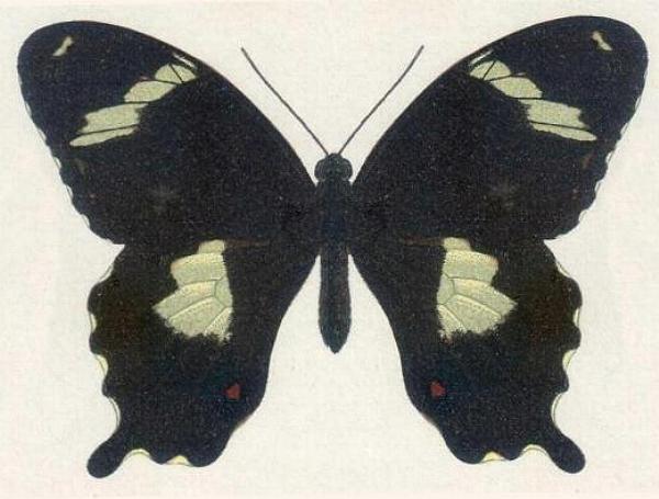 Papilio amynthor