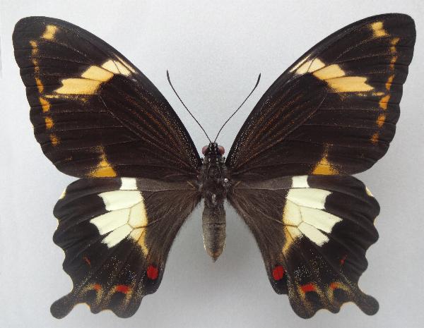 Papilio amynthor