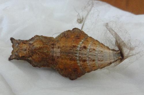 Papilio amynthor