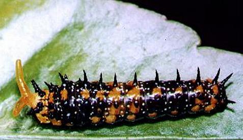 Papilio anactus