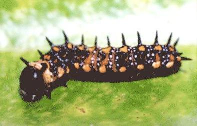 Papilio anactus