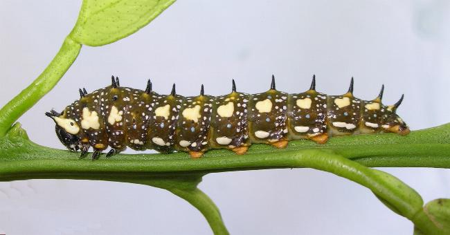 Papilio anactus