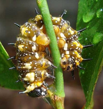 Papilio anactus