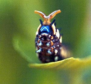 Papilio anactus