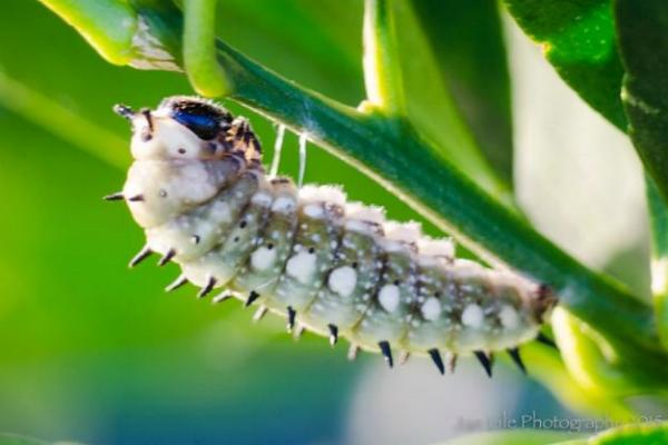 Papilio anactus