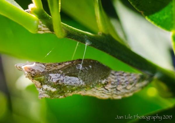 Papilio anactus