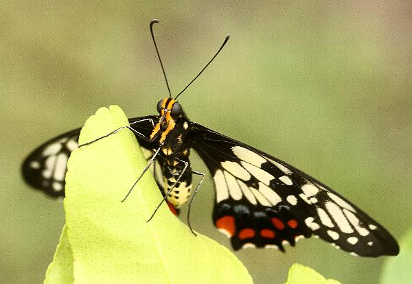 Papilio anactus