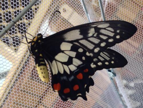 Papilio anactus