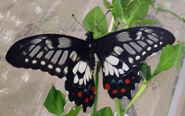 Papilio anactus