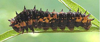 Papilio demoleus