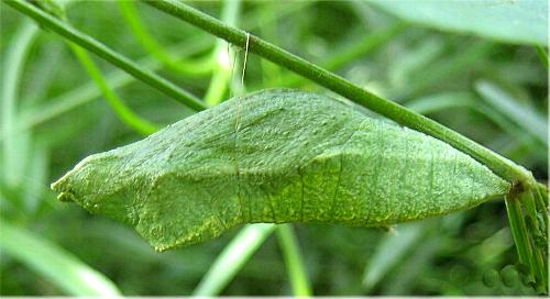 Papilio demoleus
