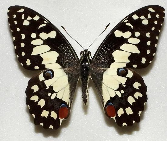 Papilio demoleus