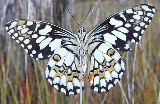Papilio demoleus