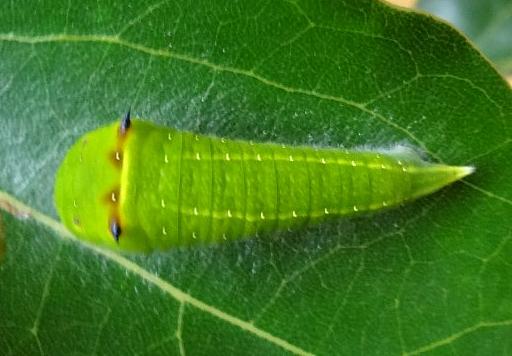Graphium macleayanum