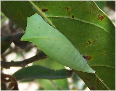 Graphium macleayanum