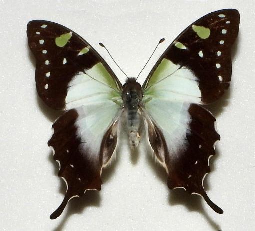 Graphium macleayanum