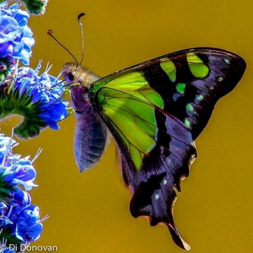 Graphium macleayanum