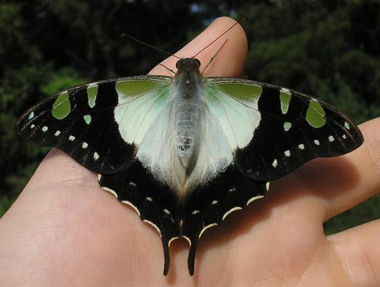 Graphium macleayanum