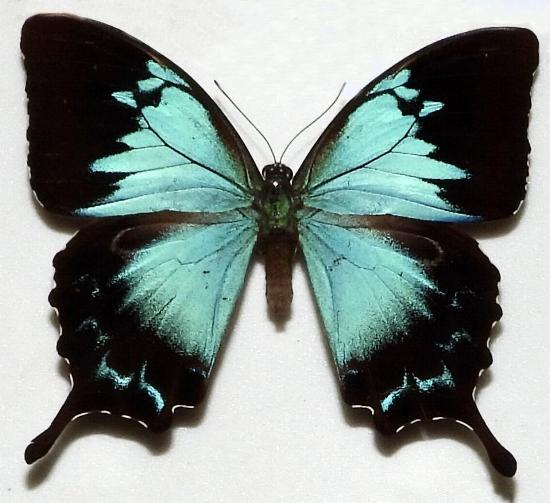 Papilio ulysses