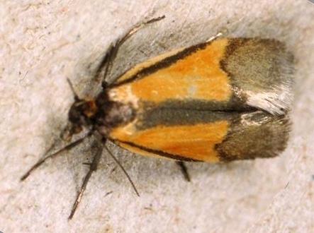 Philobota arabella