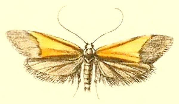 Philobota arabella