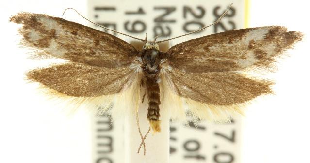 Gymnocoila callimeris