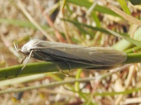 Philobota chionoptera
