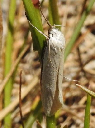 Philobota chionoptera