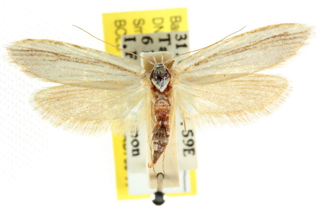 Philobota chionoptera