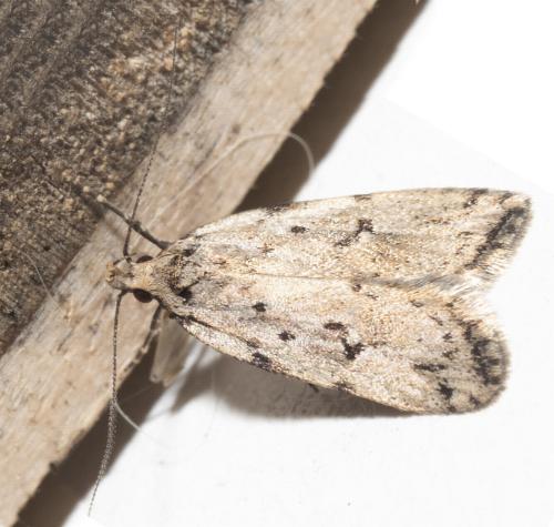 Philobota hydara