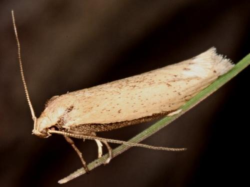 Philobota hypocausta