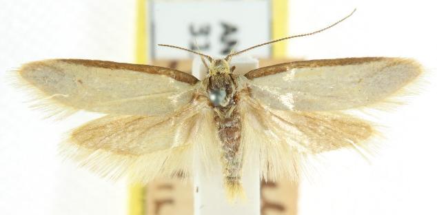 Philobota hypocausta