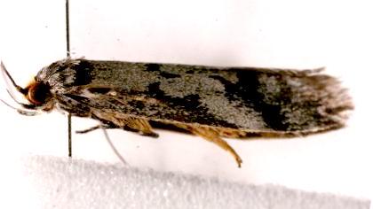 Philobota melanoglypta