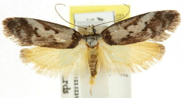 Philobota melanoglypta