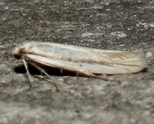Philobota physaula