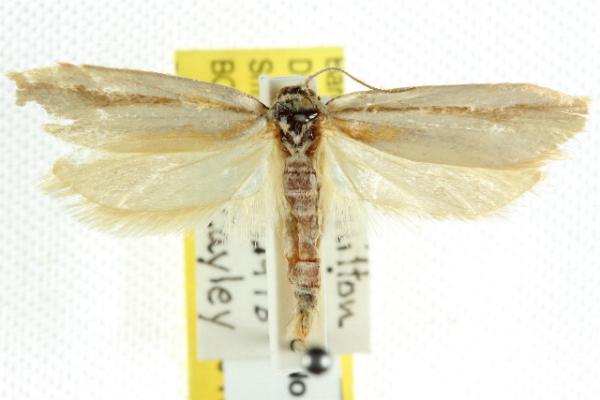 Philobota physaula
