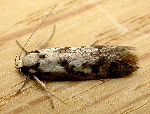 Eusemocosma pruinosa