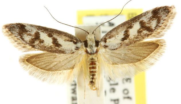 Eusemocosma pruinosa