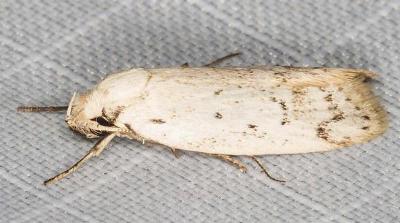 Philobota scitula