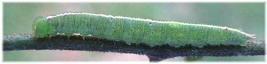 Elodina angulipennis