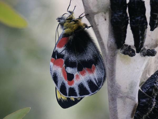 Delias harpalyce