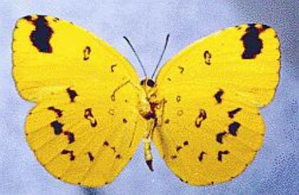 Eurema hecabe