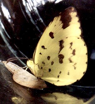 Eurema hecabe