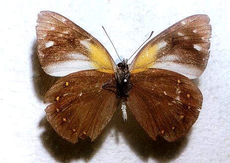 Delias nysa