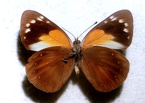Delias nysa