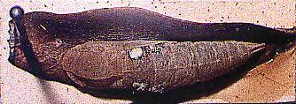 Elodina padusa